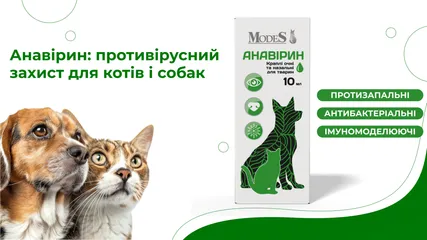 Анавірин: противірусний захист для котів і собак