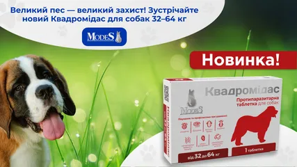 Великий пес — великий захист! Зустрічайте новий Квадромідас для собак 32–64 кг