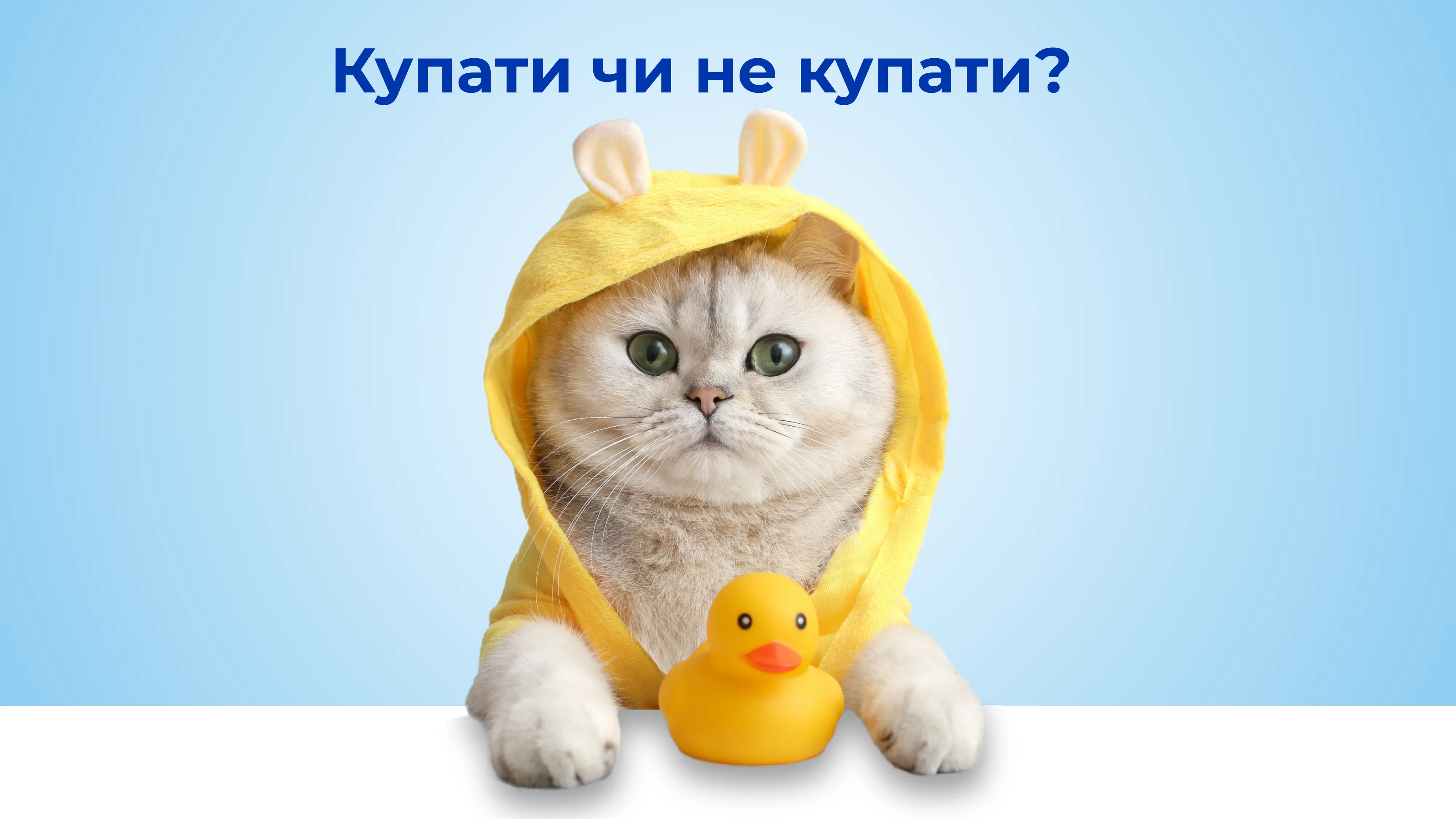 Чи потрібно купати домашню кішку: розбір по поличках