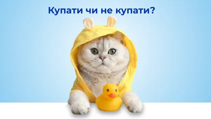 Чи потрібно купати домашню кішку: розбір по поличках