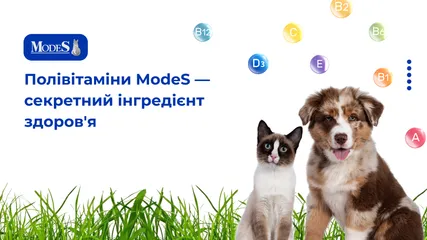 Полівітаміни ModeS — секретний інгредієнт здоров'я