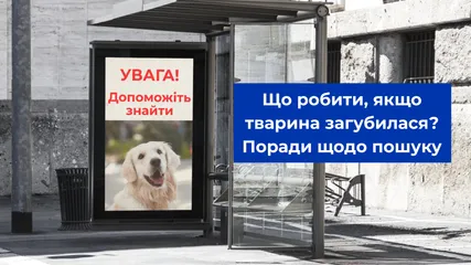 Що робити, якщо тварина загубилася? Поради щодо пошуку