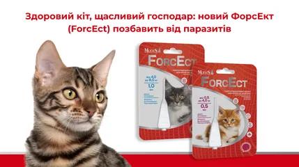 Здоровий кіт, щасливий господар: новий ForcEct позбавить від паразитів
