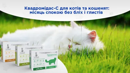 Квадромідас-С протипаразитарні таблетки для котів та кошенят: місяць спокою без бліх і глистів 